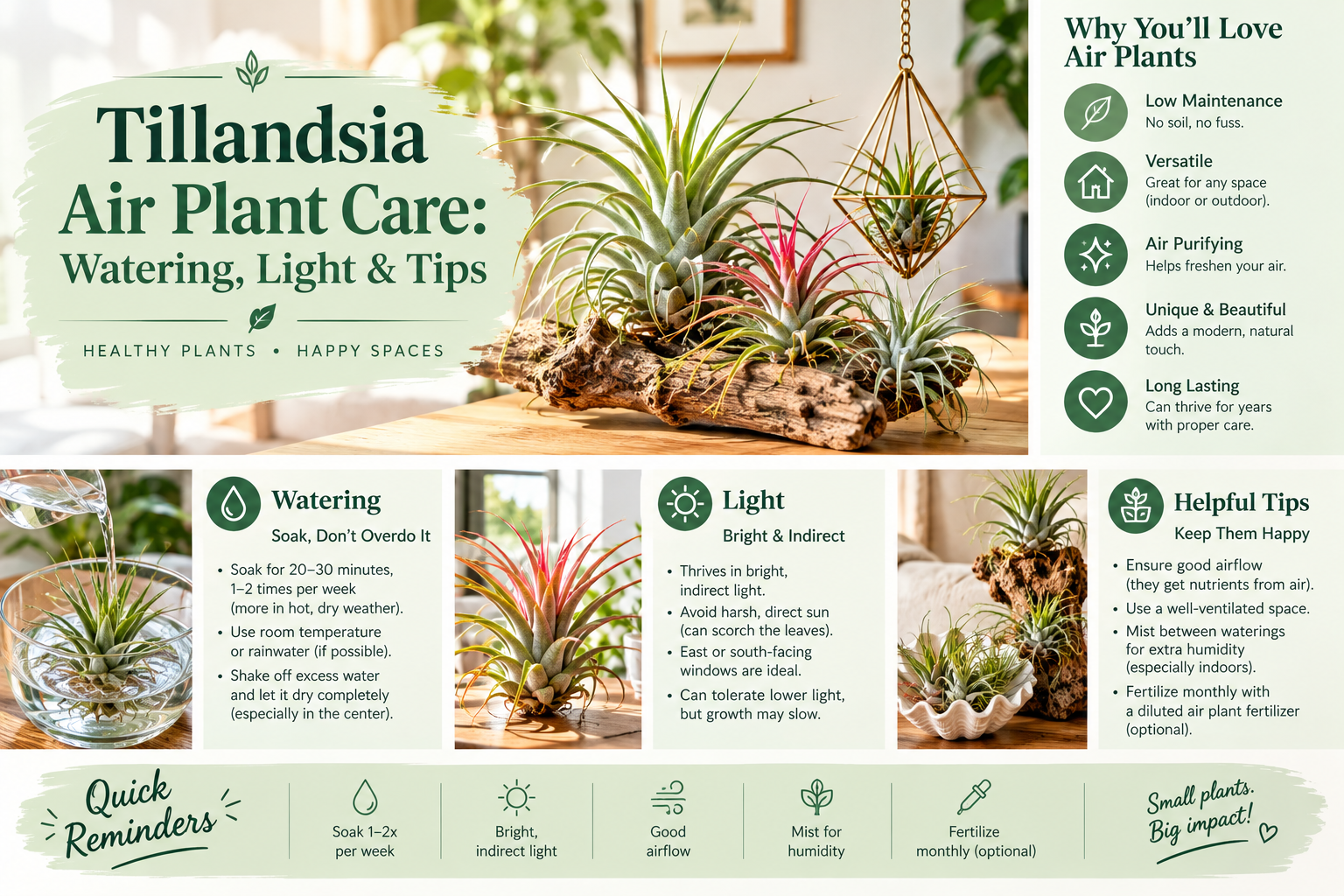 Tillandsia Air Plant Care: Watering, Light & Tips